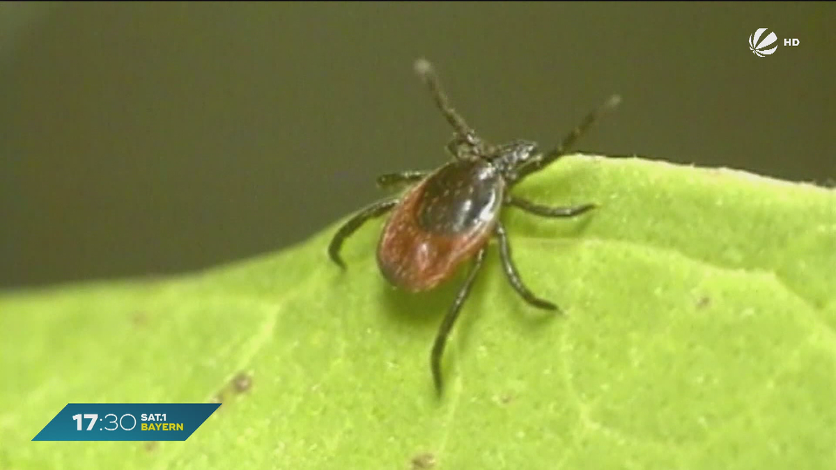 Borreliose-Fälle in Bayern: Über 4.000 Fälle registriert