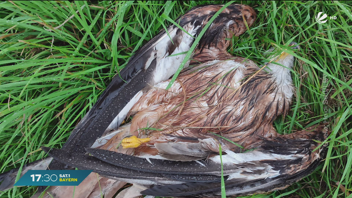 Vergiftete Greifvögel in Bayern: Wer steckt hinter den tödlichen Ködern?