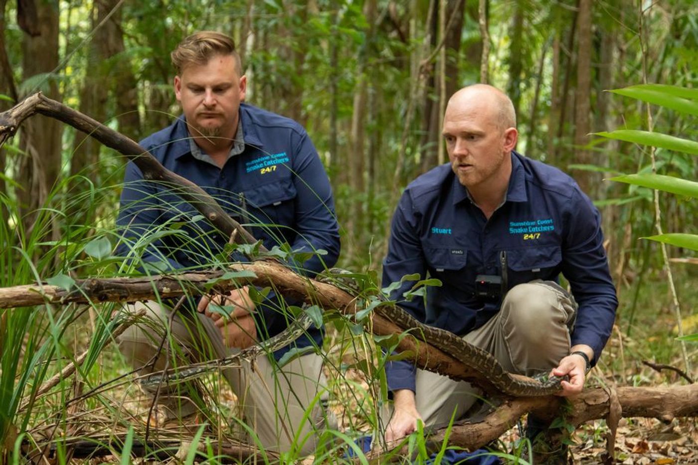 Snake Security - Schlangenalarm in Australien