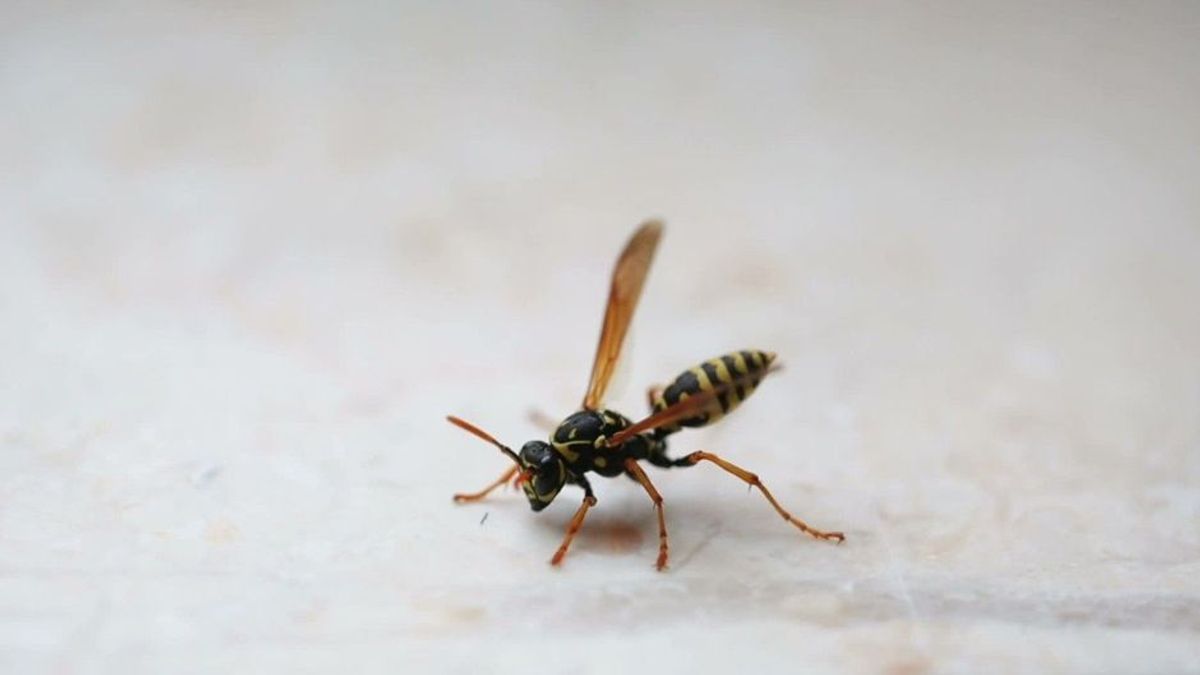 Können tote Wespen auch noch stechen?