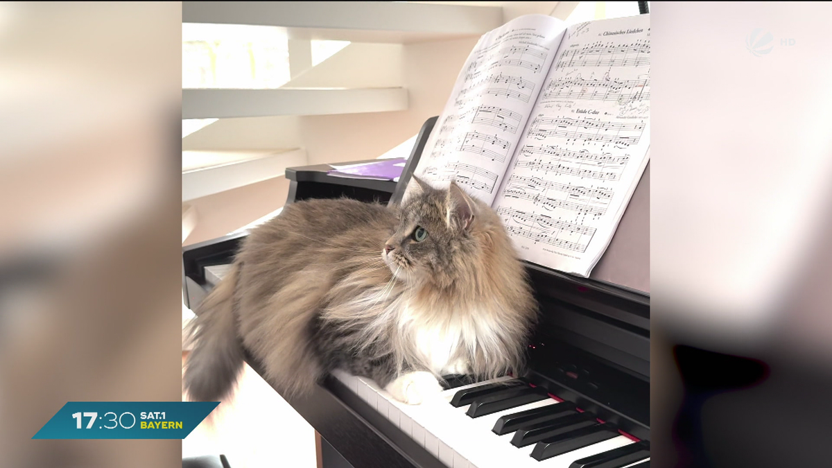Heute ist Weltkatzentag: Ihre Katzen – unsere Stars