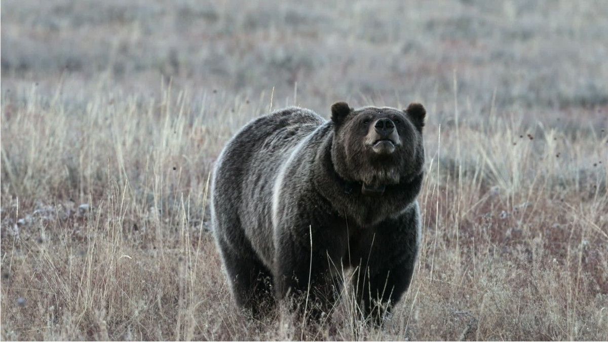 Mutter und 10 Monate altes Baby von Grizzlybär getötet