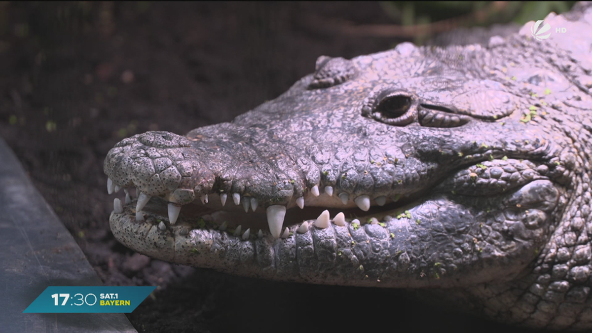 Krokodil im Garten? Reptilien in Münchner Auffangstation