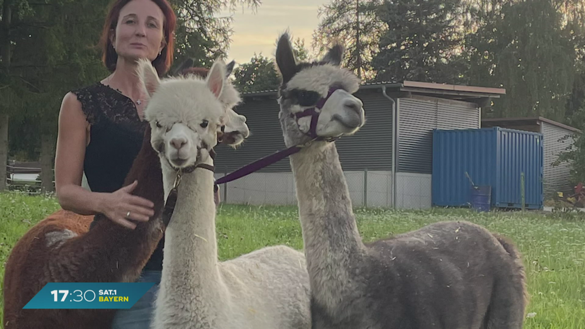 Pflanze giftig für Tiere: Zwei tote Alpakas auf Bauernhof in der Oberpfalz