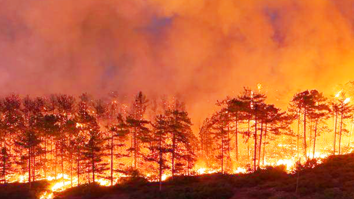 Walbrände wüten in Südeuropa