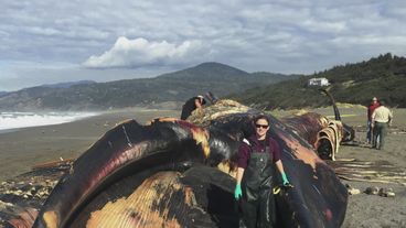 Dinosaurier am Strand