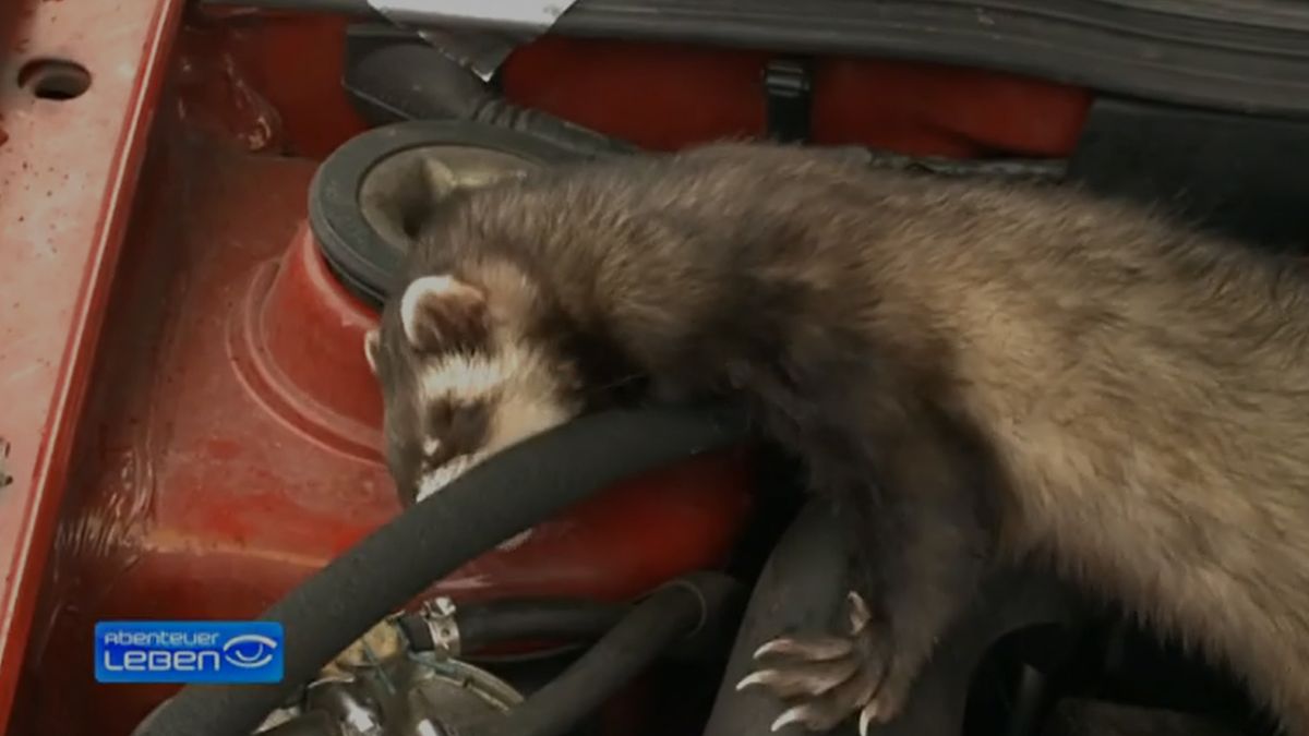 Tages-Check: Hausmittel gegen tierische Autofeinde