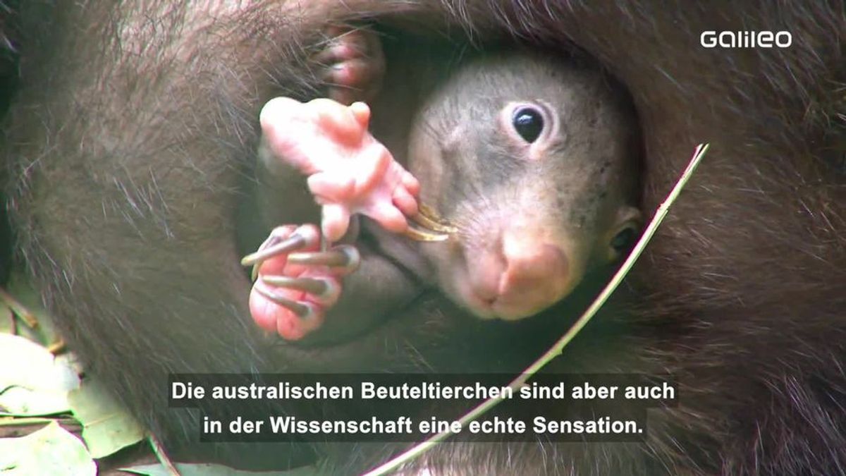 Warum ist der Kothaufen von Wombats würfelförmig?