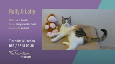 Verschmust und verspielt: Katzen Rolly und Holly