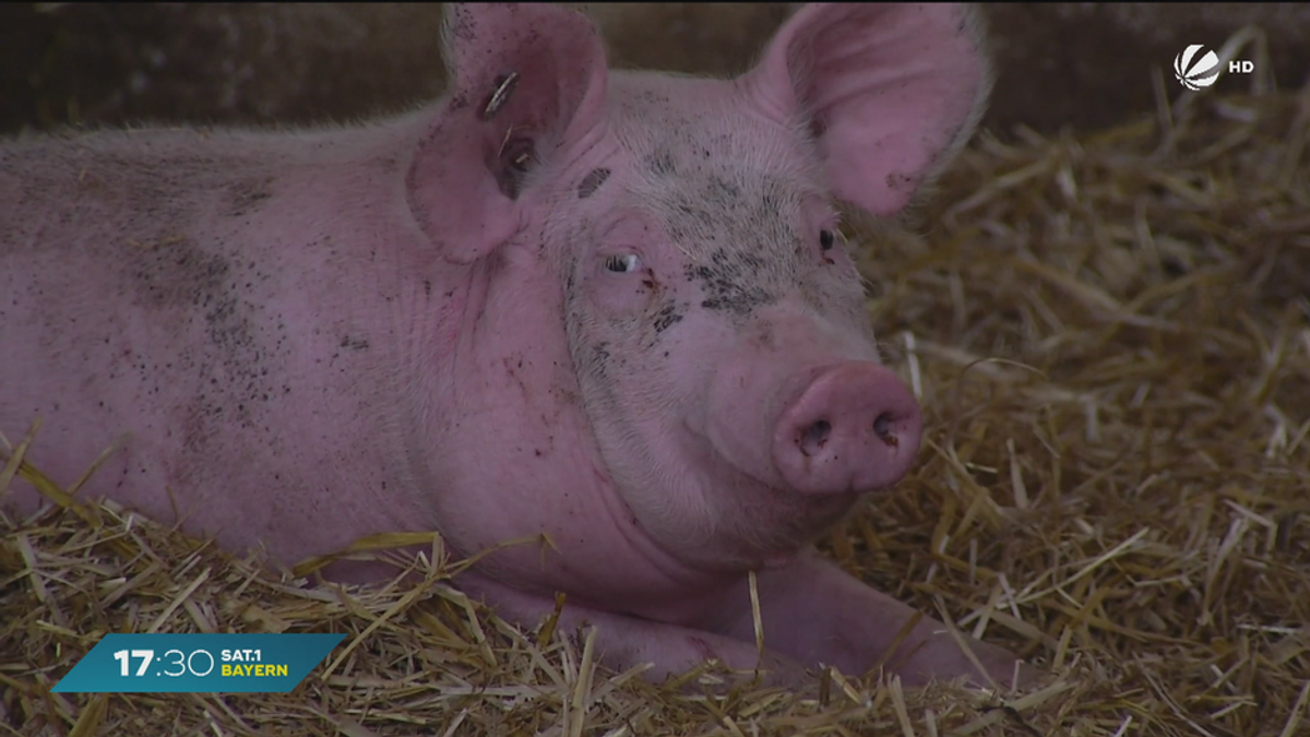 Weniger Stallhaltung in Bayern: Nur noch knapp 3.300 Schweinebauern