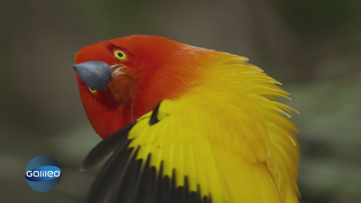 Erwischt! Der Vogel mit dem Hypnoseblick