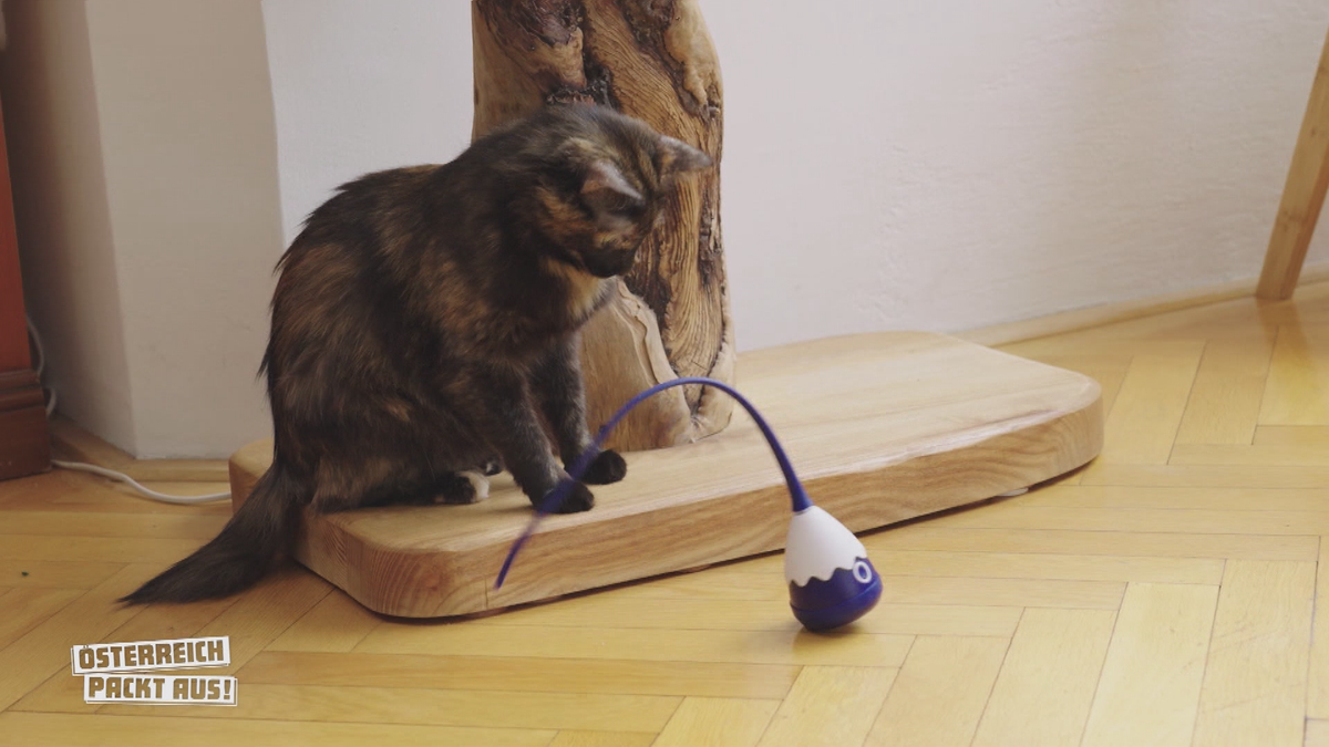 Ein Katzenjammer?