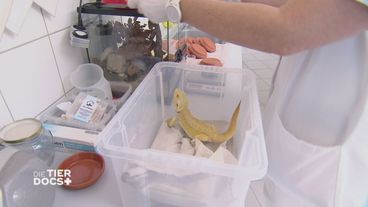 Ein ausgesetztes Reptil