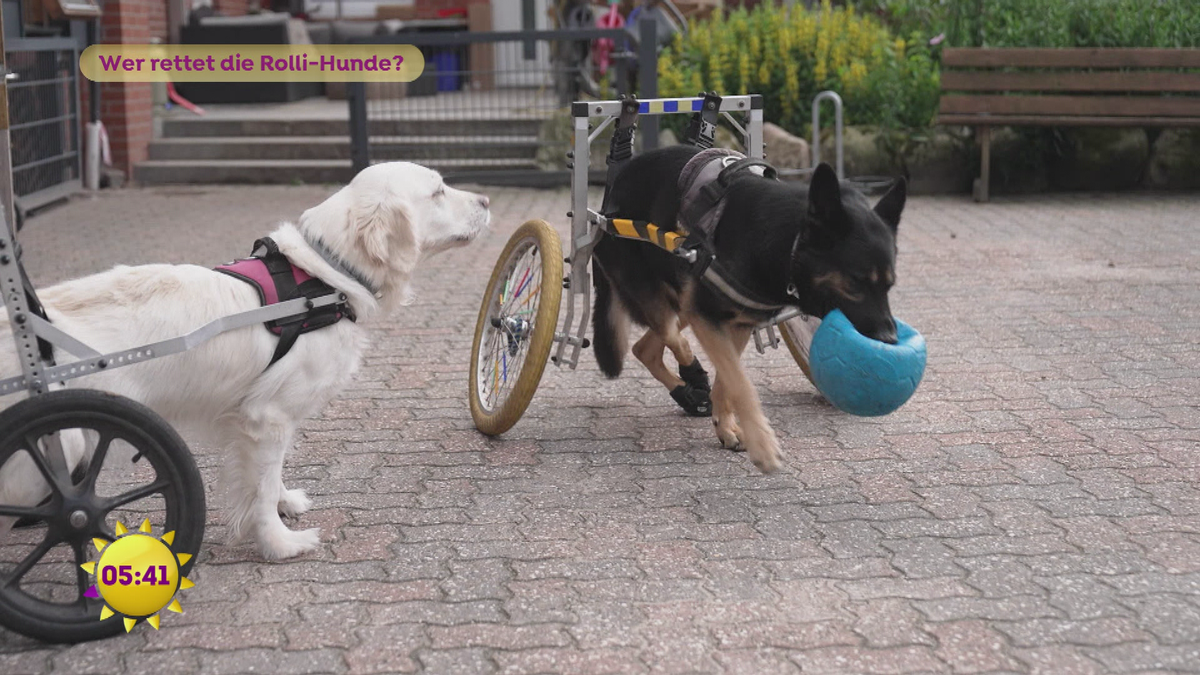 Wer rettet die Rolli-Hunde?