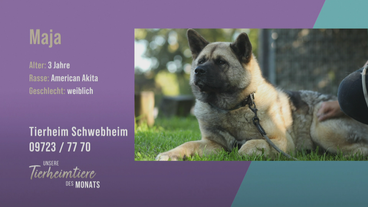 Kuschelig und aufgeschlossen: American Akita Maja