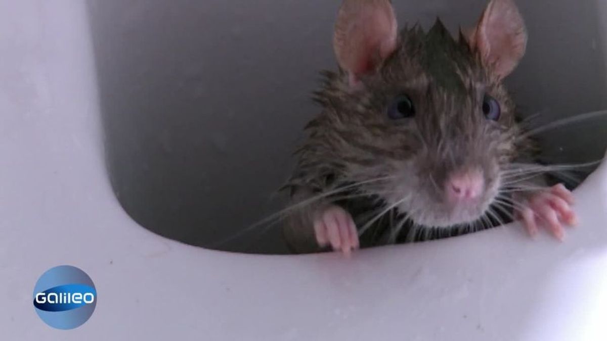 Ratten in Haus und Garten vertreiben: Diese Hausmittel wirken