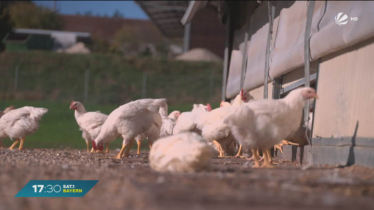 Vogelgrippe-Fälle häufen sich: Kommt Stallpflicht auch in Bayern?