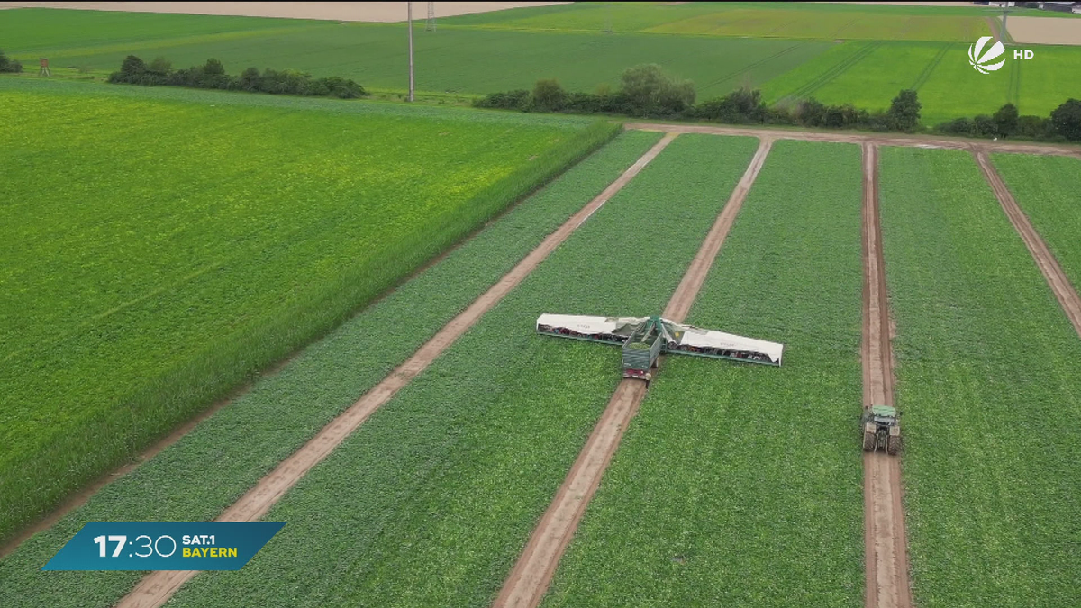 Wetter, Schädlinge, Löhne: Bayerns Landwirtschaft mit Problemen