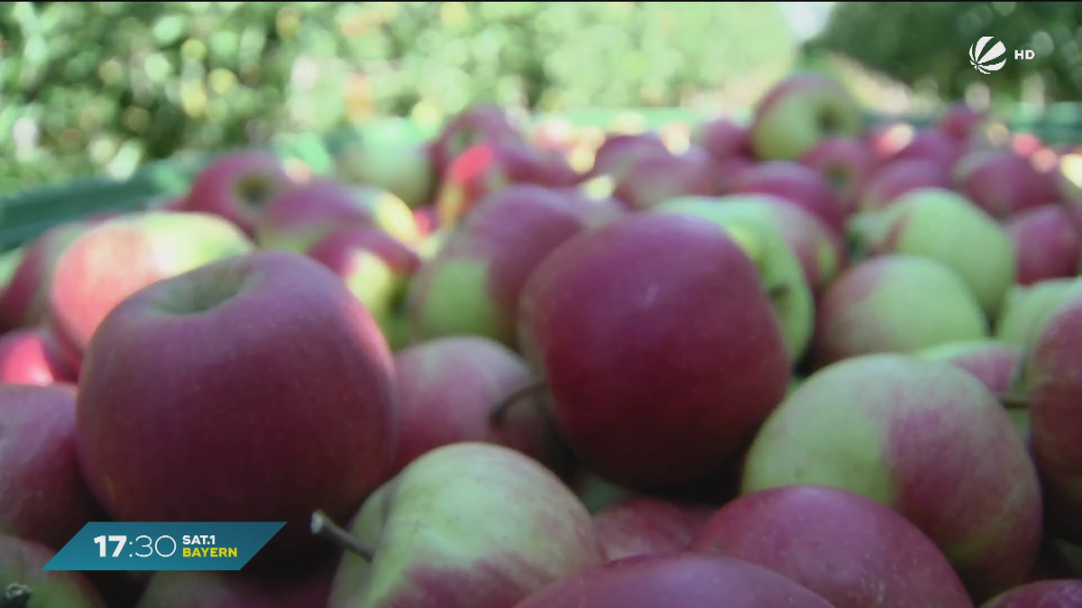 Wegen Wetter in Bayern: Ernte-Ausfälle für Obstbauern