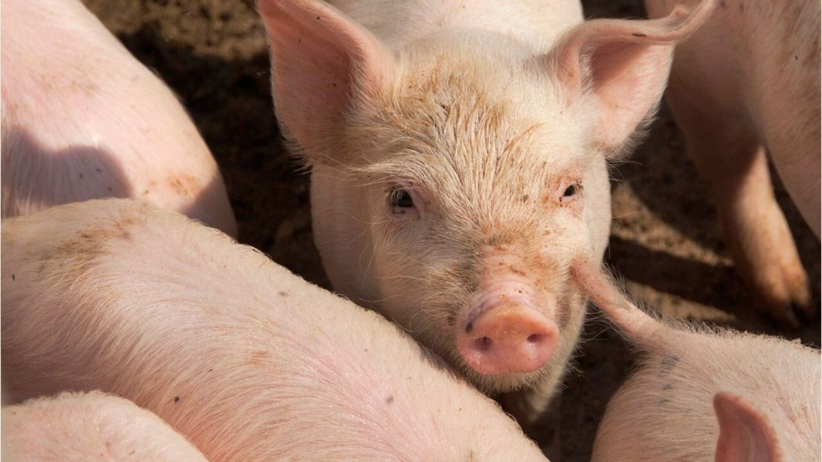 Studie: Glückliche Schweine grunzen kürzer und konstanter