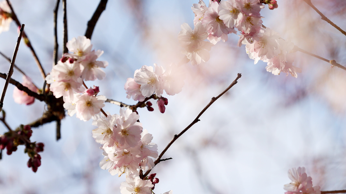 Deutschland begrüßt den Frühling