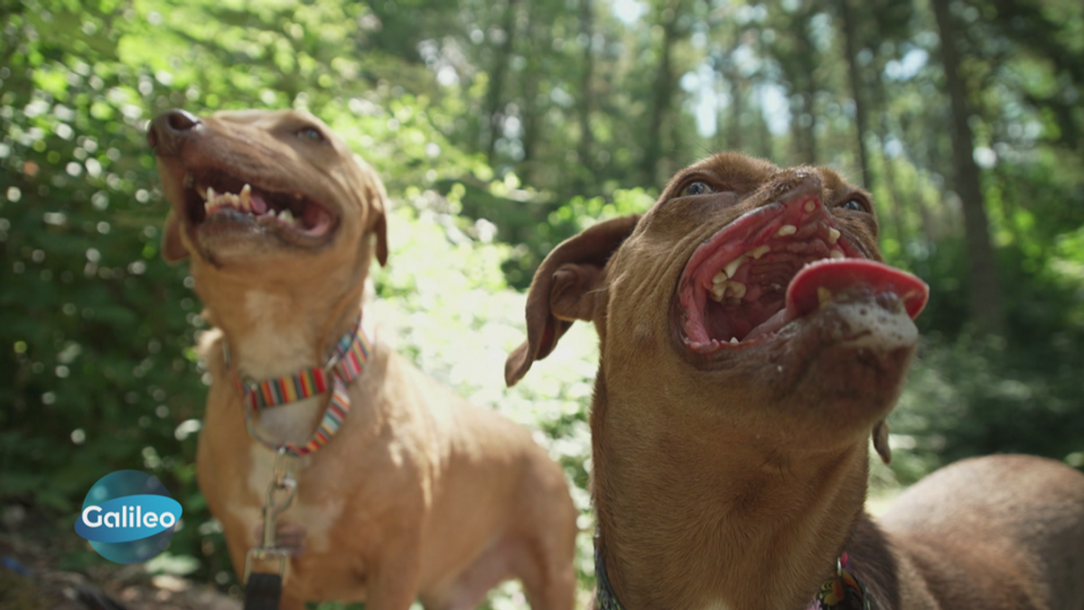 Luvable Dog Rescue: Das Tierheim für besondere Hunde