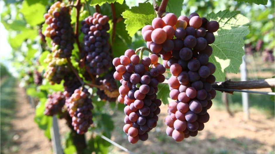Horror für Weinliebhaber: Klimawandel könnte Hälfte aller Weinregionen auslöschen
