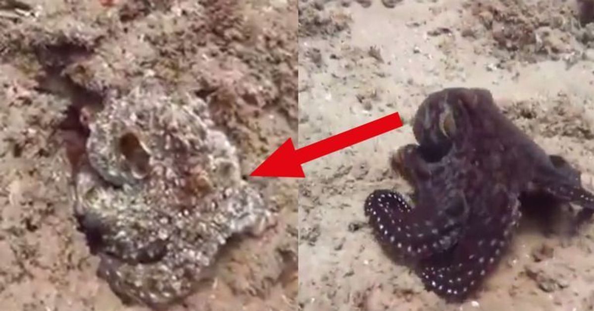 Auf der Flucht: Oktopus verändert Farbe und wird zu Stein