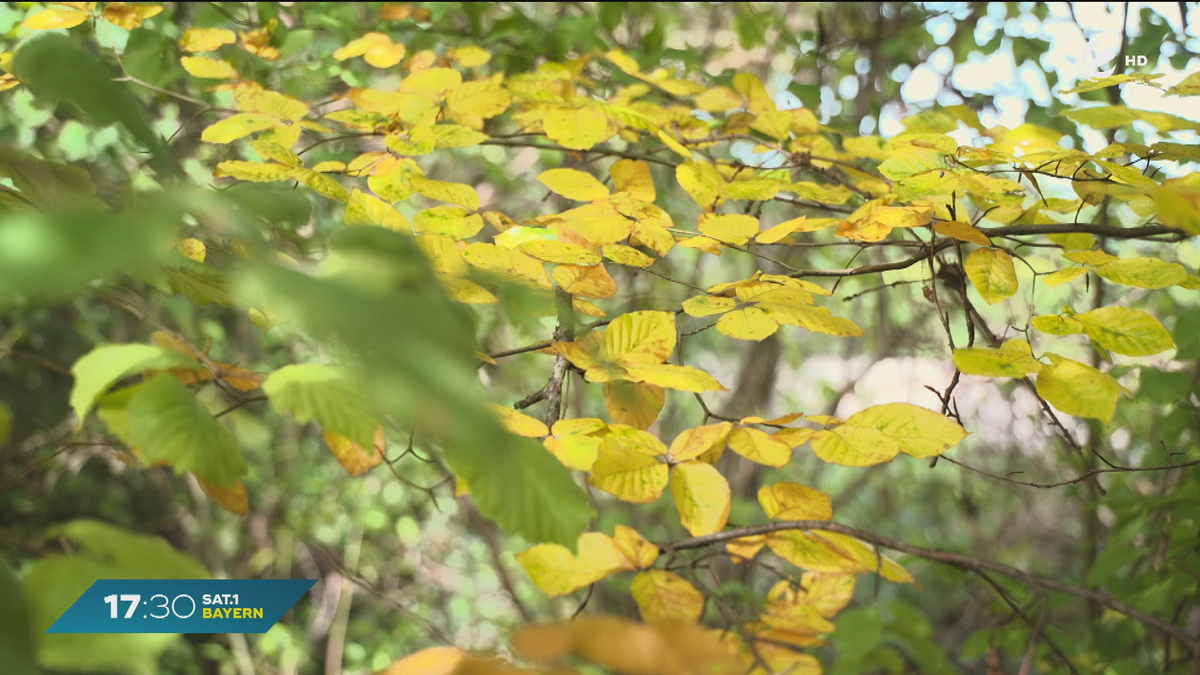 Herbstmodus in Bayern: Erste bunte Blätter zeigen sich