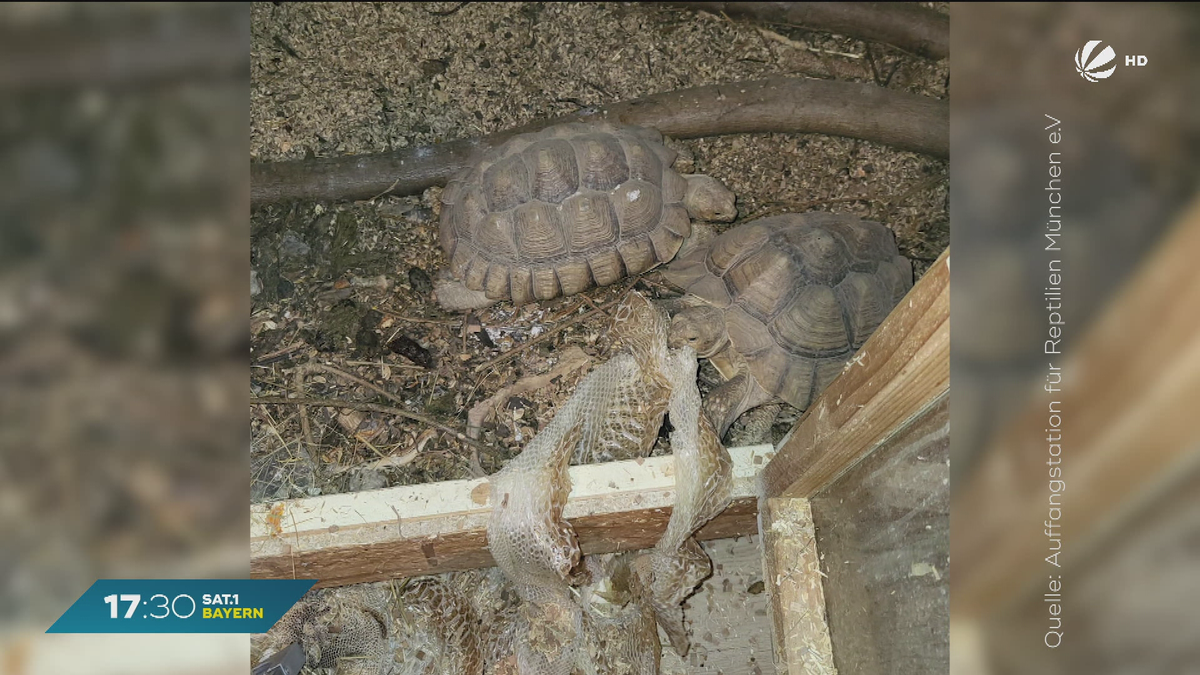 Reptilien-Auffangstation München: Verwahrloste exotische Tiere gerettet