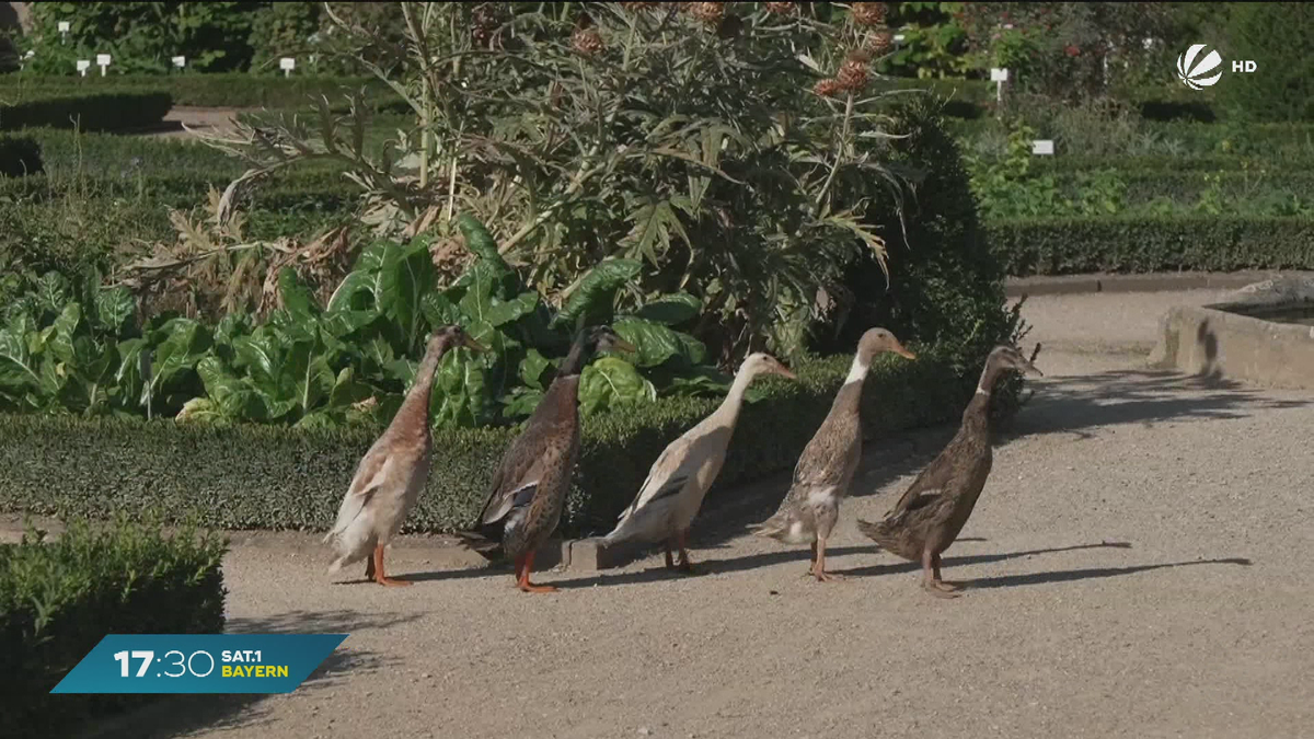 Tierische Mitarbeiter im Hofgarten Ansbach: Enten bekämpfen Schädlinge