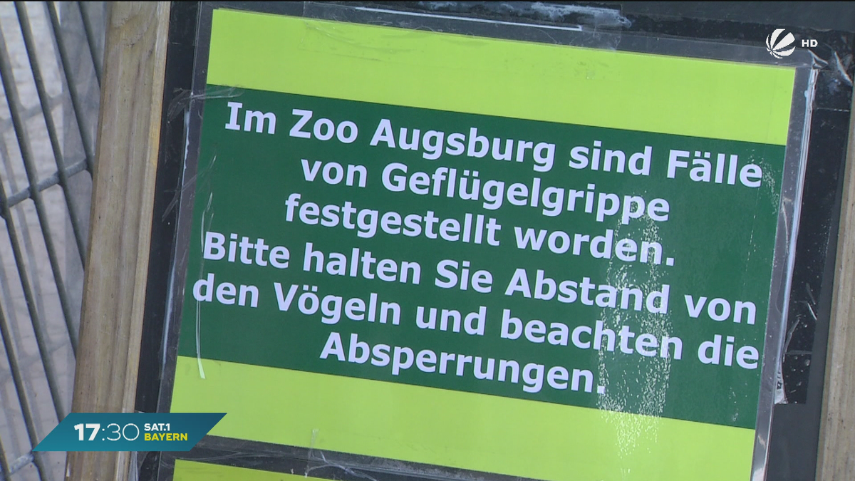 Vogelgrippe im Augsburger Zoo: Drei Tiere sterben