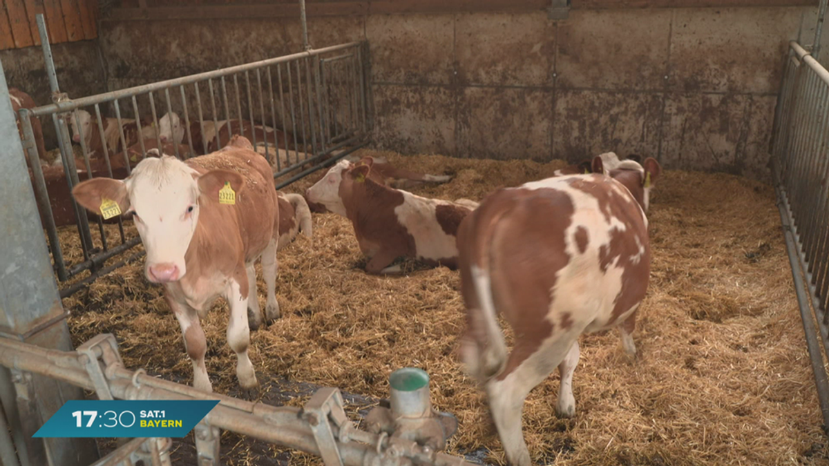 EU-Abgeordneter Markus Ferber besucht Milchviehbetrieb in Schwaben