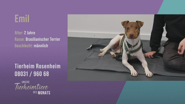 Aufgeschlossener brasilianischer Terrier Emil sucht ein geduldiges Zuhause