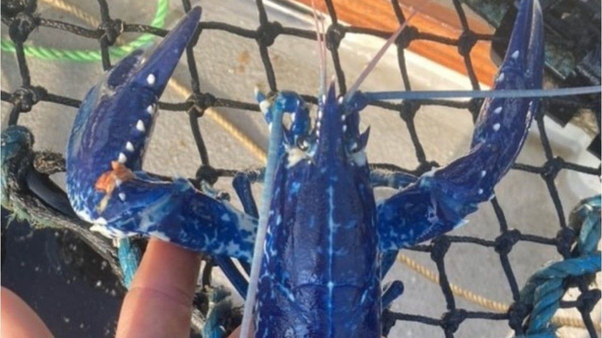 Extrem selten: Fischer fängt blauen Hummer