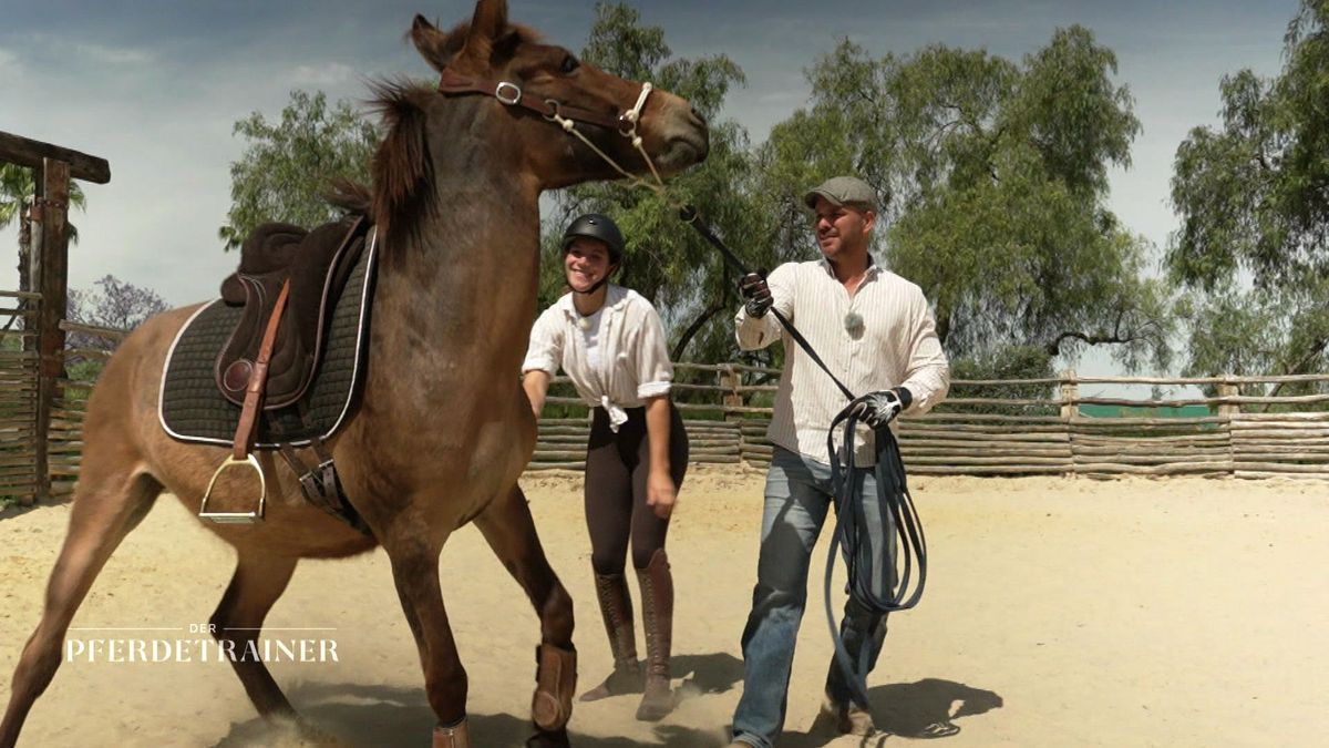 Leichte Sprache: Raphael Dysli bringt Pferd und Reiter zusammen