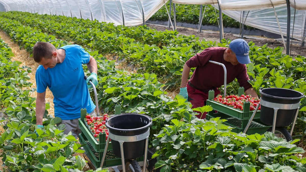 Debatte um Mindestlohn für Erntehelfer