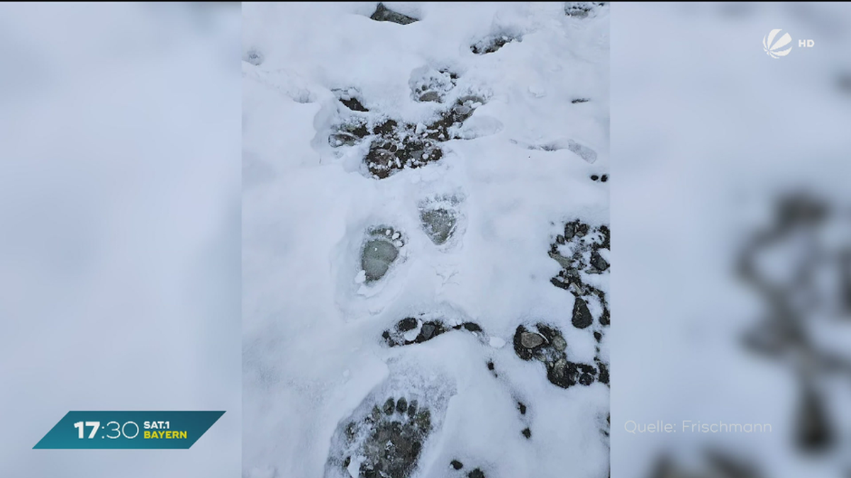 Schnee-Spuren und tote Schafe in Tirol: Ist Bär unterwegs nach Bayern?