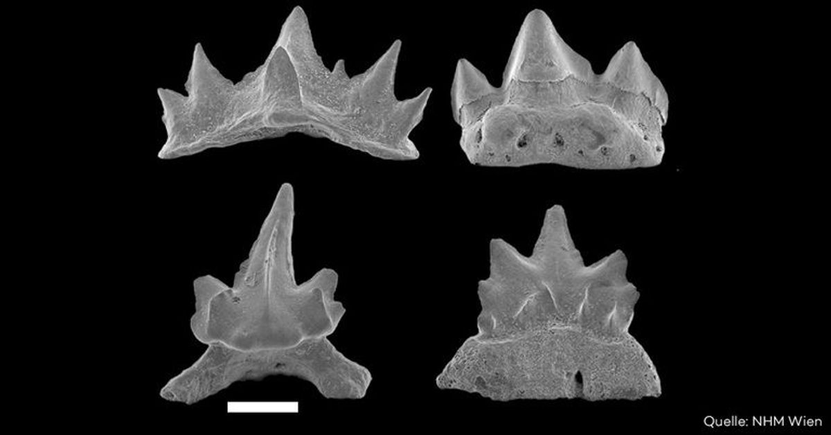 Fund zeigt: Oberösterreich war einst Tummelplatz für Haie