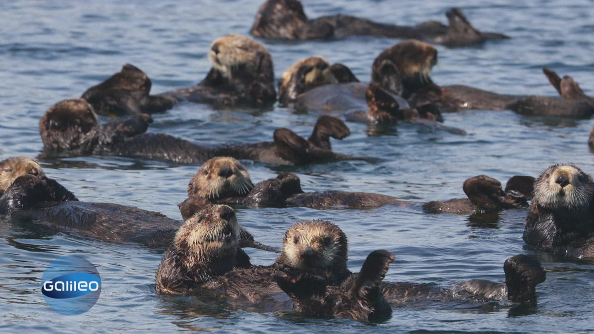 Kuschelotter: Warum Händchenhalten überlebenswichtig ist