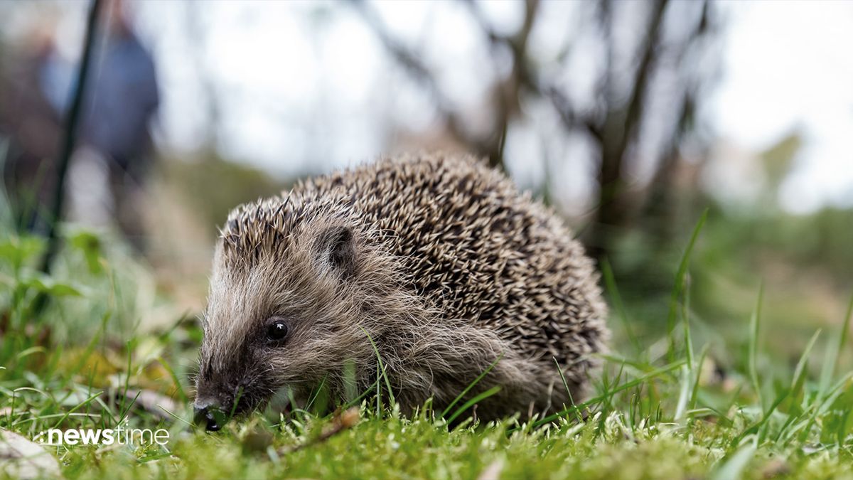 Igel werden aus Winterschlaf gerissen