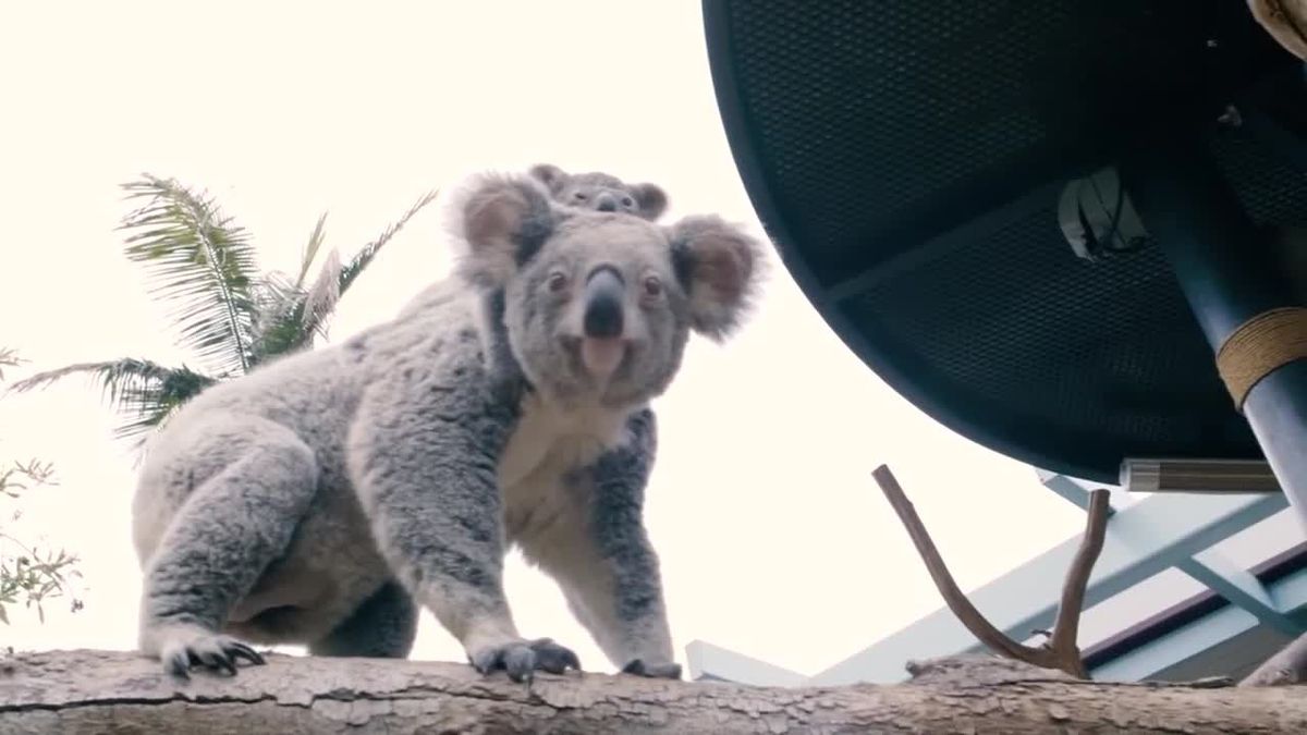 Koala-Baby