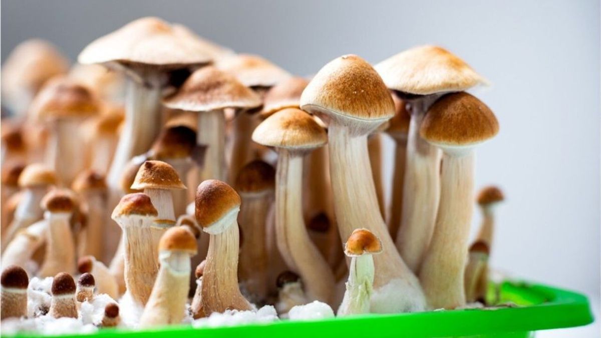 Vielversprechende Studien: "Magic Mushrooms" helfen gegen Depressionen