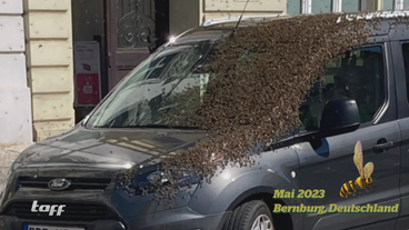 Weltweite Bieneninvasion: Die Bienen greifen an!