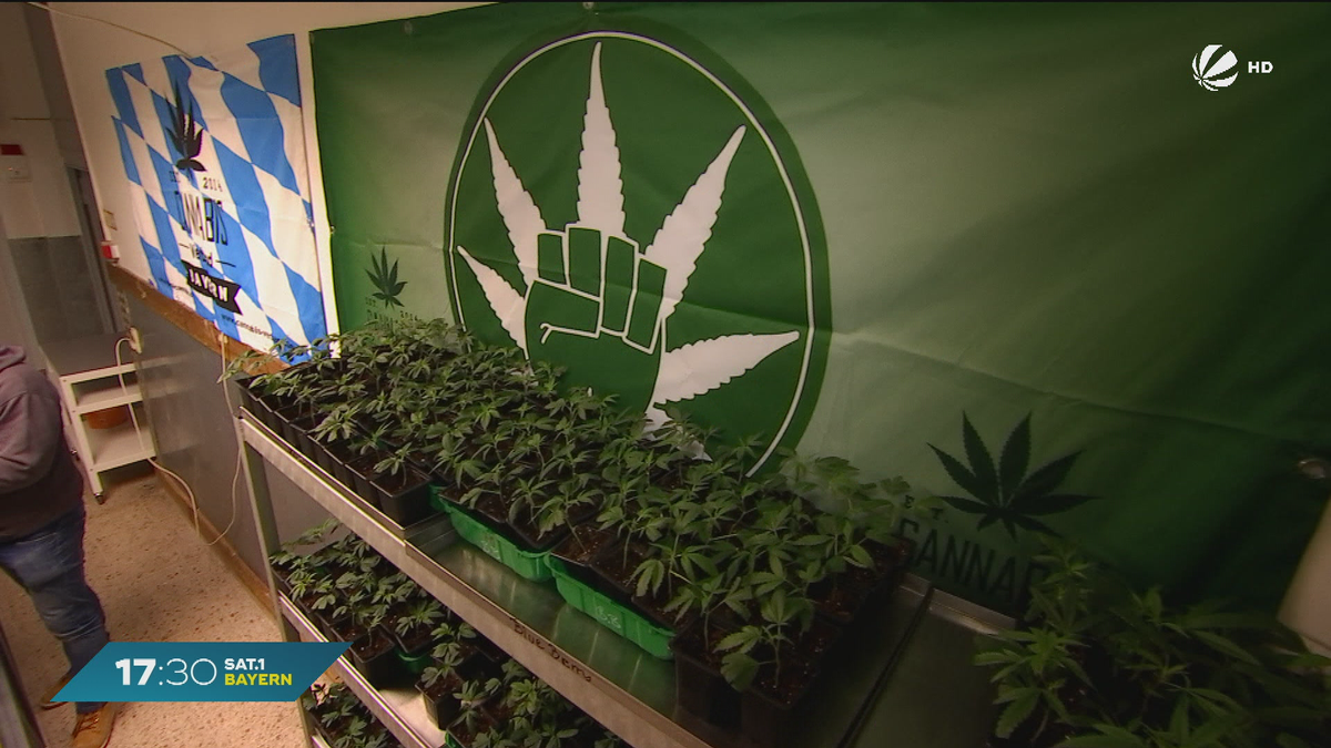Kommunalwahlen in Bayern: Cannabis-Partei kündigt Wahlkampf an