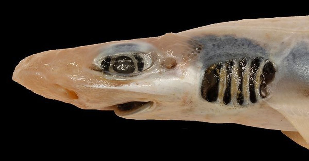 Gruseliger Fund in 500 Meter Tiefe: Hai ohne Haut und Zähne entdeckt