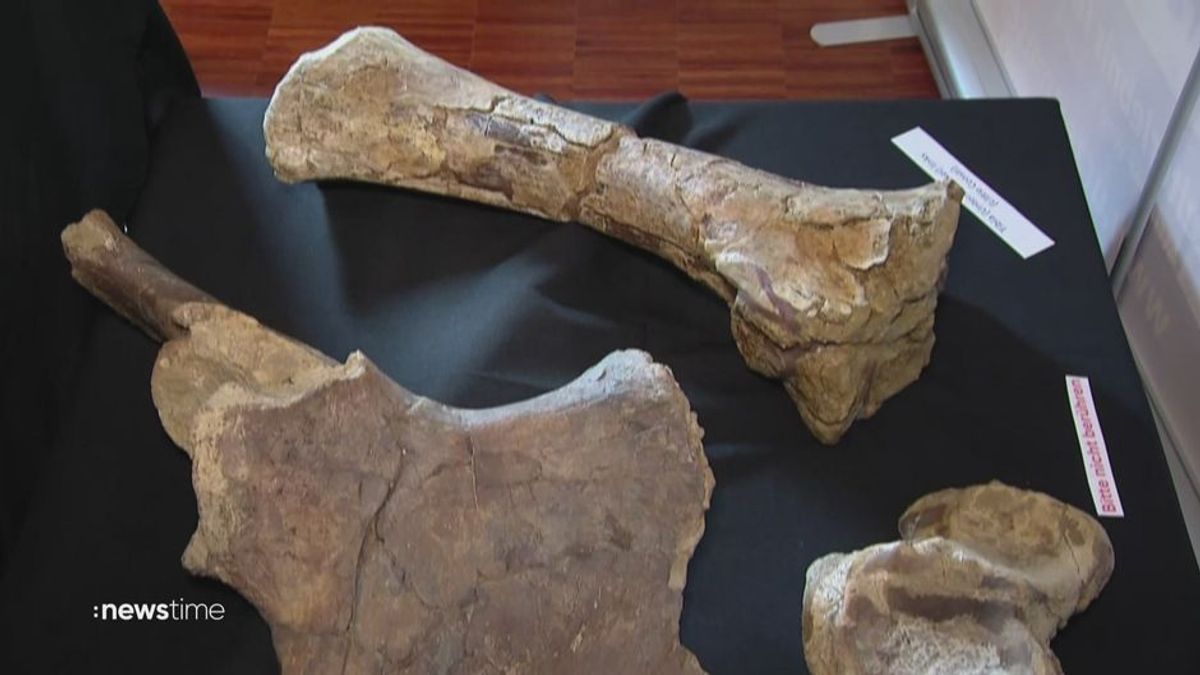 Sensation: Zwei Jungs finden über 10 Millionen Jahre alte Ur-Elefanten-Knochen