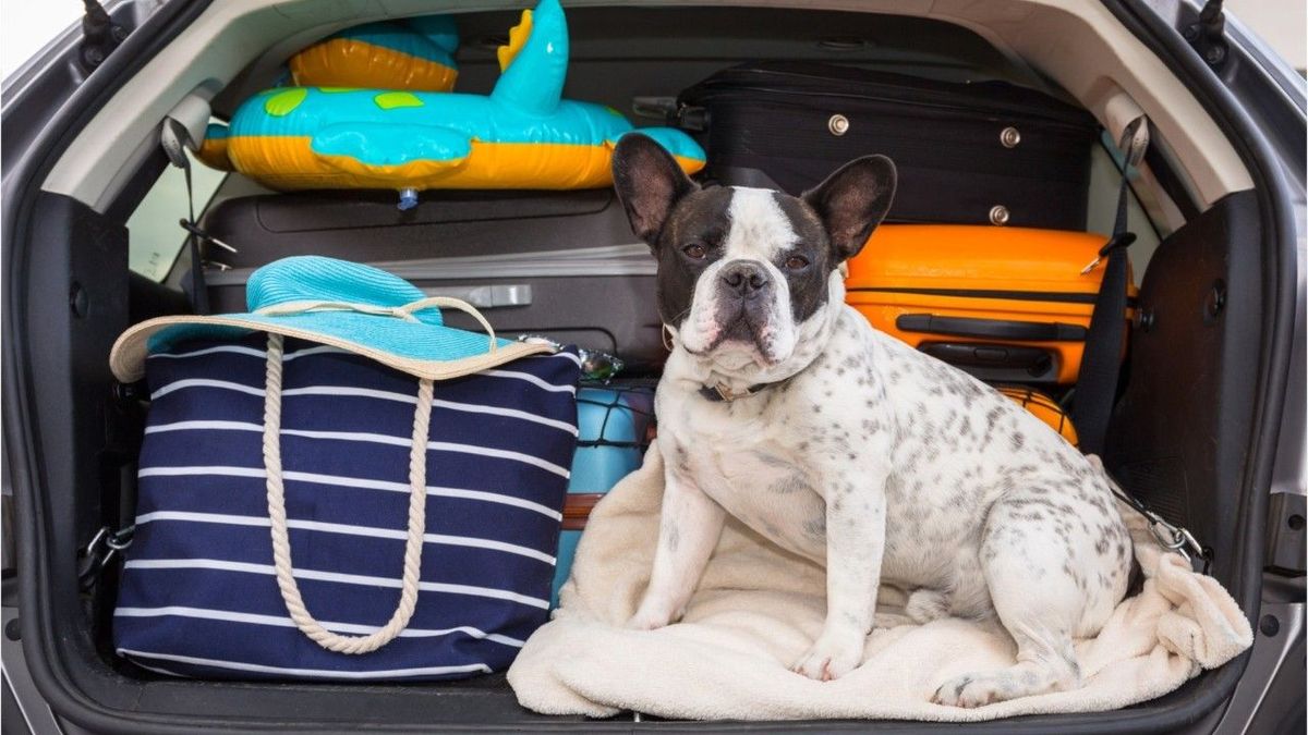 Urlaub mit Hund: 4 Tipps für Reisen mit Vierbeinern