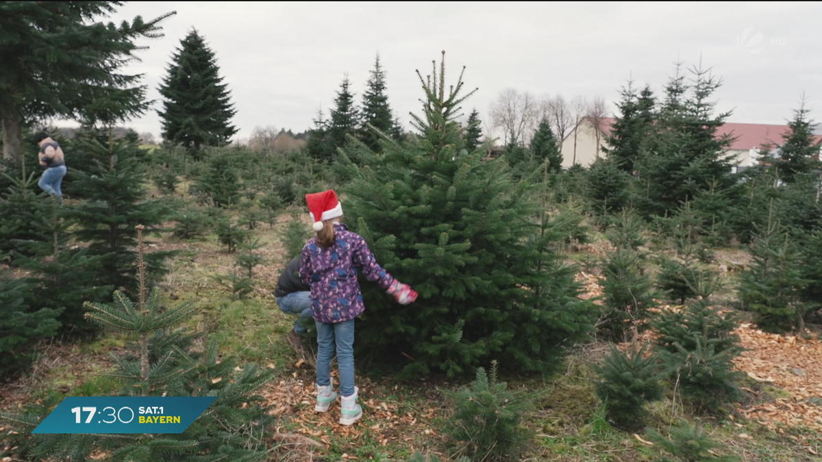 Tannen-Jagd in Schwaben: Christbaum selbst Schlagen