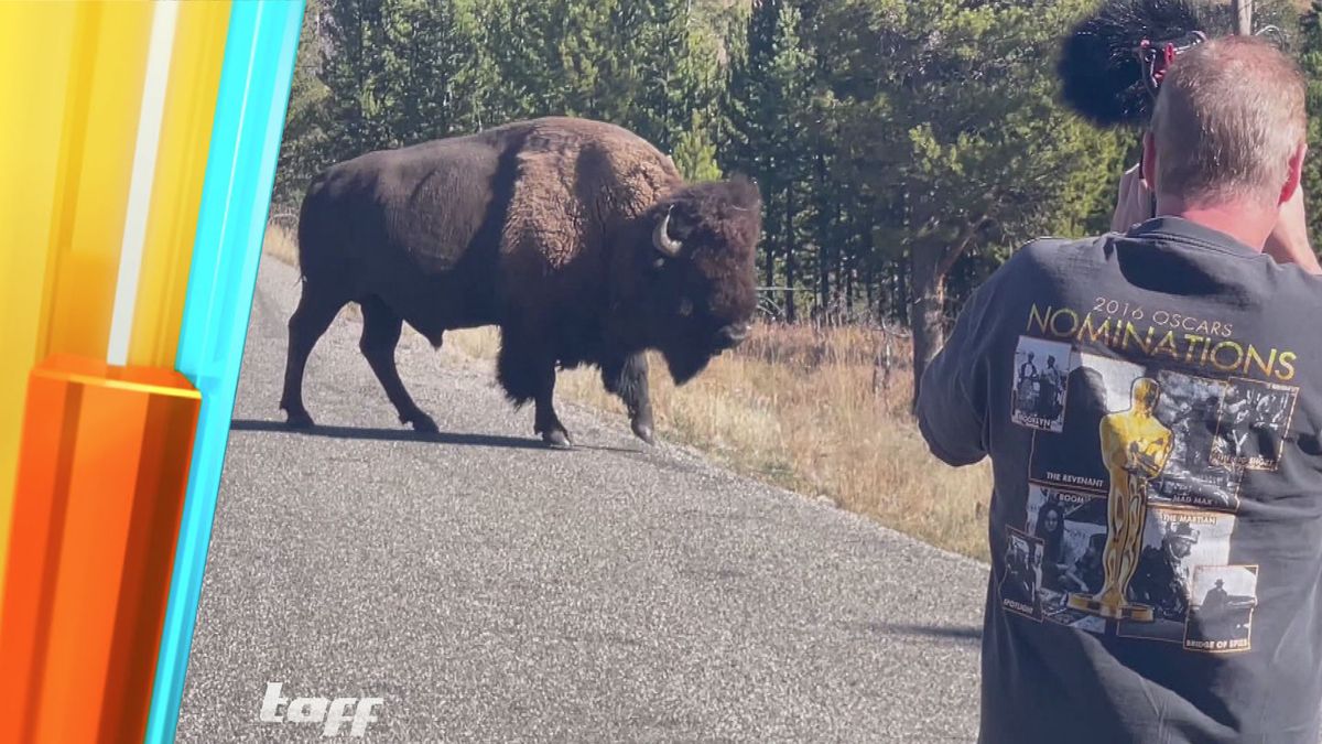 Alles für das Foto: Touristen im Yellowstone Nationalpark machen Jagd auf Tiere